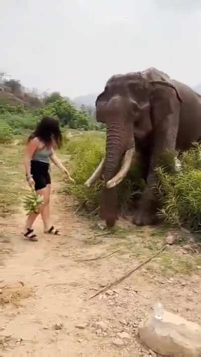 To feed an wild elephant to upload it to social media platforms.