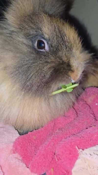 Mint mouf