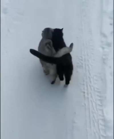 Love in the snow..