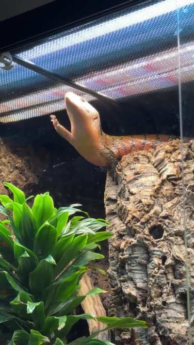 Silly skink