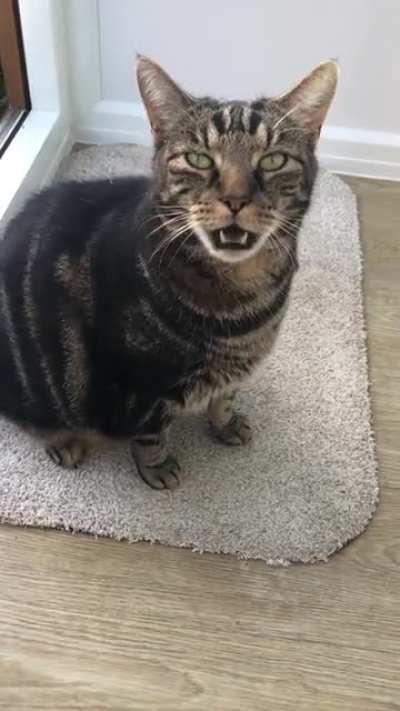 Tigger&rsquo;s polite meow