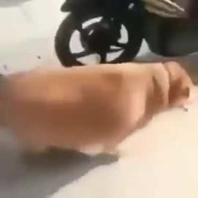 monster