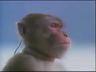 Contemplando.macaco ao som de guts theme