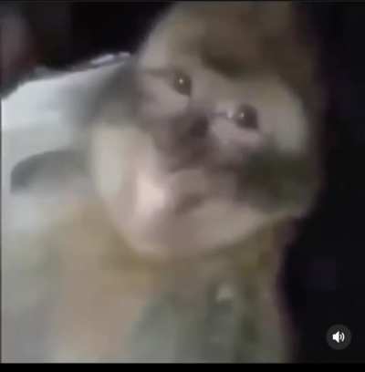 stoned monkey