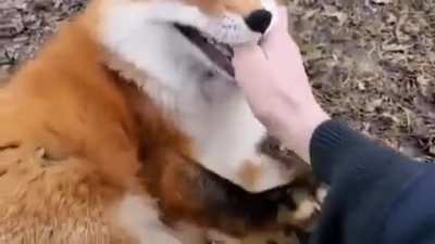 No tengo memes, solo estos zorros riendo