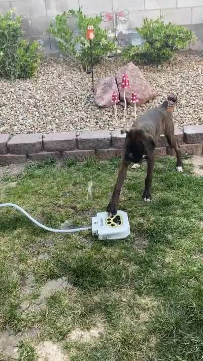 He's doing the best he can!