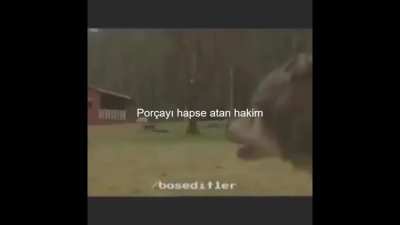Por&ccedil;ay ve Yan Caman başarısız oldu =(