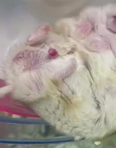 Hamster has a wet dream