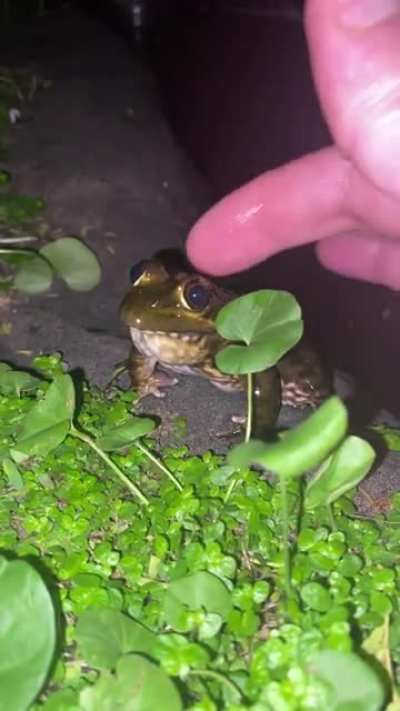 Another video of this amazing little friendly froggy! He literally comes jumping when I call him. I&rsquo;ve never seen anything like this before.