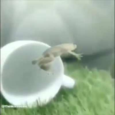 LoudFrogVideo.mp4