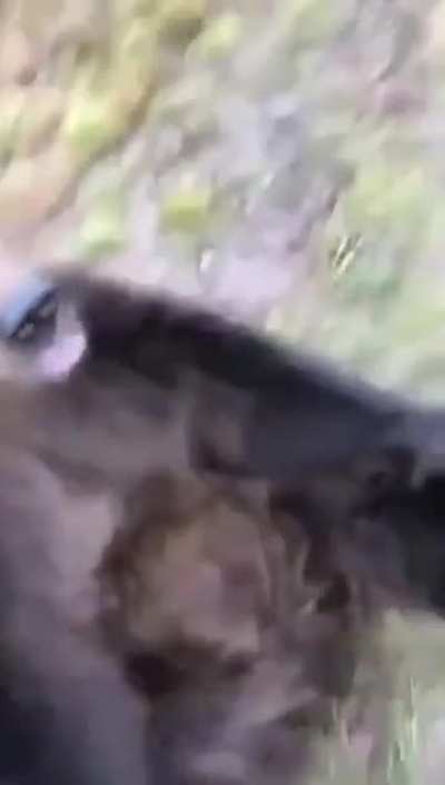 Nope, "Attempted suicide by bear"