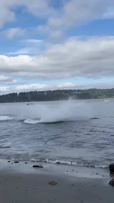 Orcas letting the seals know the water's 