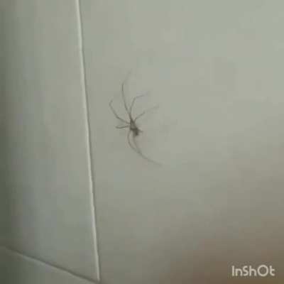 Upvote para la chipiwa