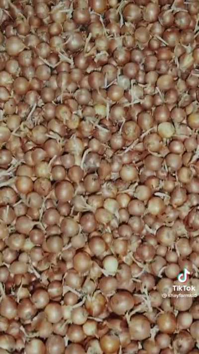 a room full of onions