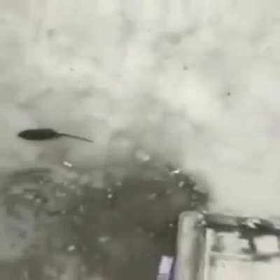 RATTTTTTTTT!!!!