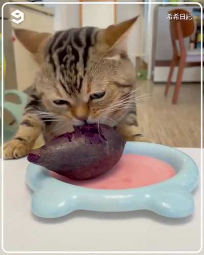 One healthy cat