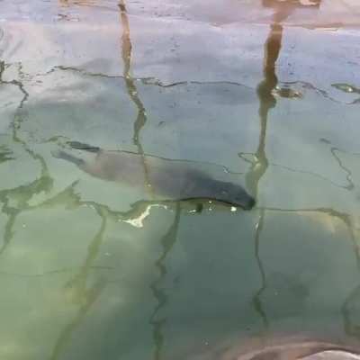 Video of Wesley swimming & walking