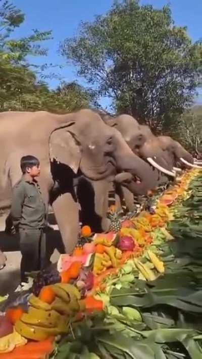 Elephants are magnificent. 😍