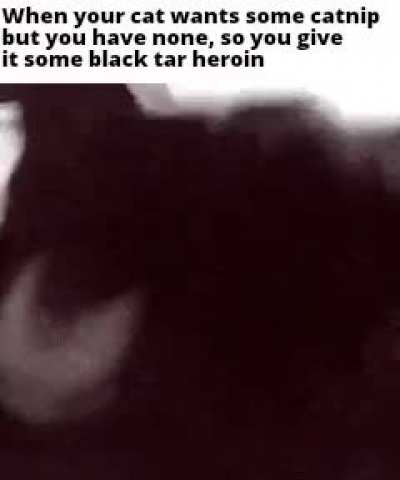 Cat moment