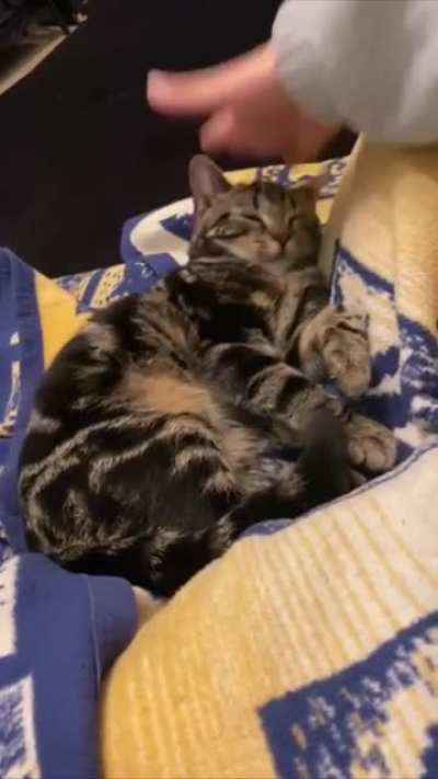 Squish that cat
