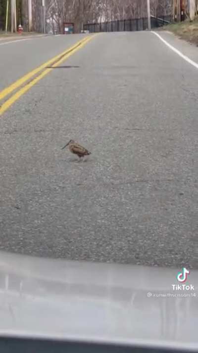 This bird is gettin&rsquo; it