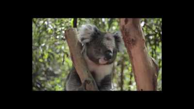 Such a cute little squeak, magnificent creature indeed. (Yes, it's real)