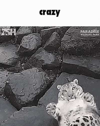 crazy rule