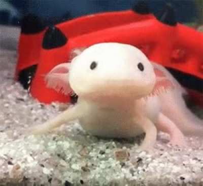 lotl