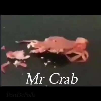 Mister krab