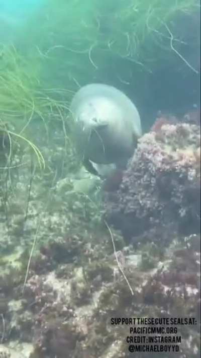 Seal sleeping underwater