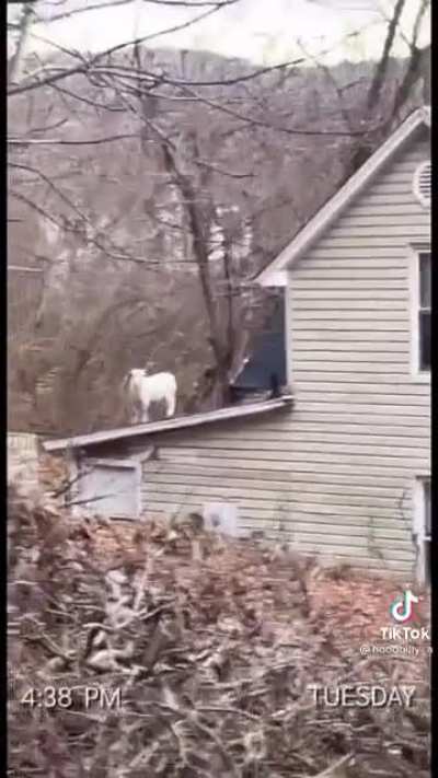 He just wanted to check out the neighbor&rsquo;s roof