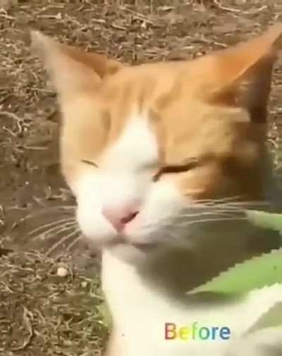 N&atilde;o sei como ele ganhou tanto equil&iacute;brio comendo isso