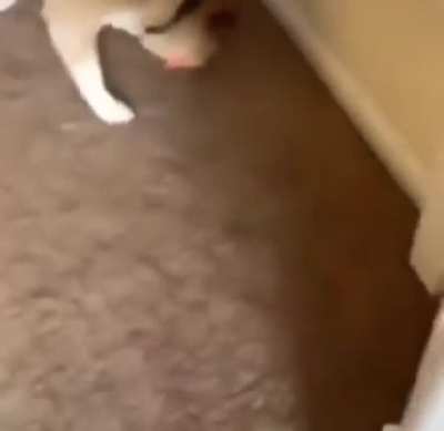 I think he likes it