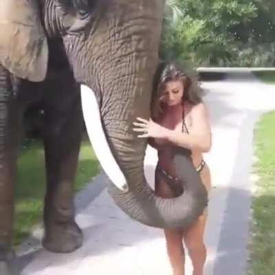 When a Cum Town elephant meets a Red Scare girl