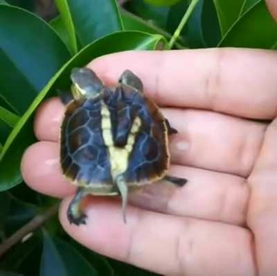 Double headed turtle