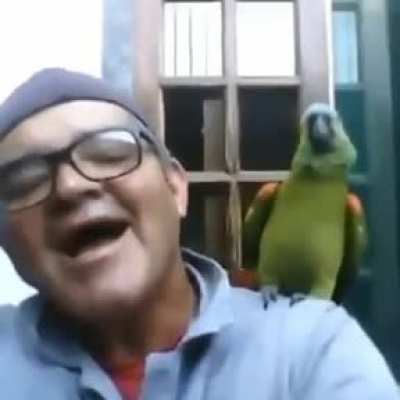 Parrot's rebellion