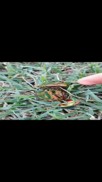 "Dad, make a video of these green june bugs!"