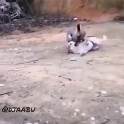 Гусь - Пёселю не товарищ.