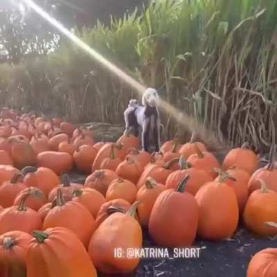 Haunted Field