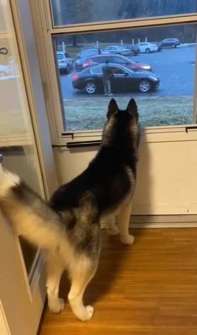 That tail drop after the doggo&rsquo;s date left