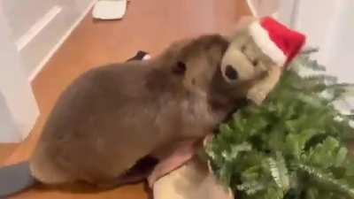 This beaver was orphaned and rescued as a newborn, Watch the incredible instinct to build a dam, even though it&rsquo;s never seen it&rsquo;s parents build one.