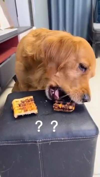who is a good boi?