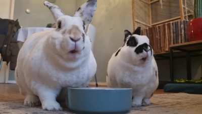 ASMR feeding time