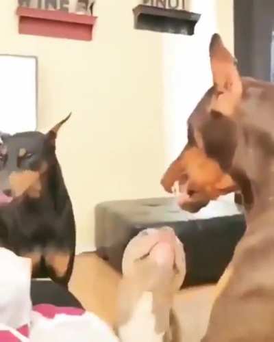 Contrary to popular belief, pitbulls only want peace