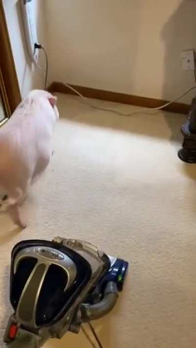 Pig has learnt how to stop that annoying vaccum noise.