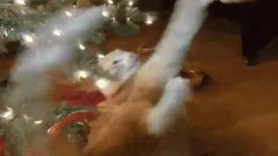 Psychotic Christmas Cat
