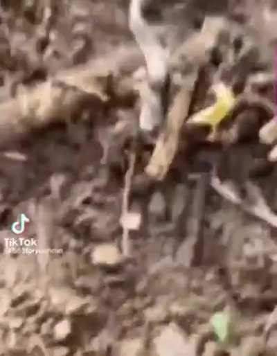 Snek get bonk for bad attitude