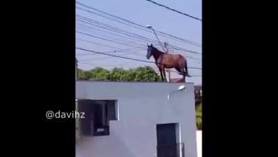 cavAlo