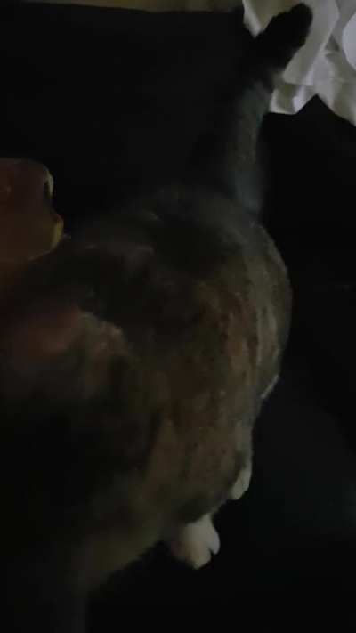 Cat came home after 5 months with a story to tell.