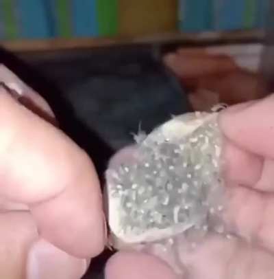 Ганс?